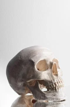 Anatomically correct medical model of the human skull Foto stock