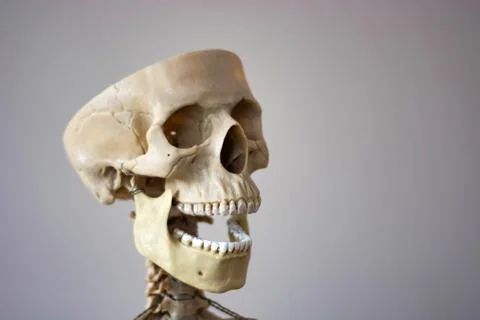 Anatomically correct medical model of the human skull Stock-Fotos