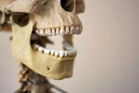 Anatomically correct medical model of the human skull Stock Photos
