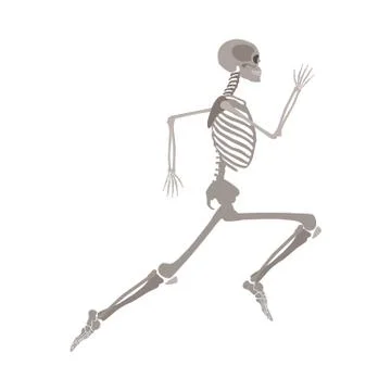 Anatomically correct skeleton running flat vector isolated on white background. Stock Illustration