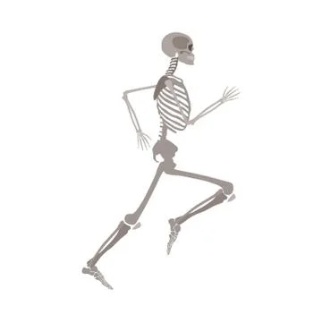 Anatomically correct skeleton running flat vector isolated on white background. Stock Illustration