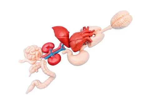 Anatomically Positioned Set of Essential Human Organs Isolated on White Foto stock