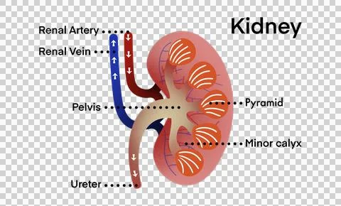 Anatomically stylized illustration of human kidney Stock Illustration