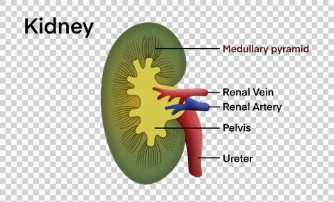 Anatomically stylized illustration of human kidney Stock Illustration