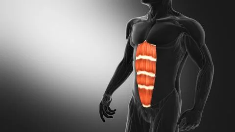 Anatomy of the abdominal Muscles Ilustración de archivo