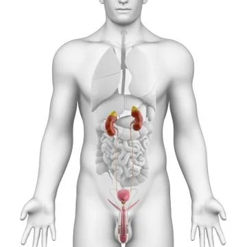 Anatomy of all organs in male body with highlighted urinary system Stock Illustration
