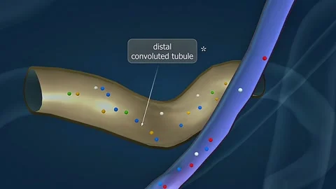 Anatomy and function of distal onvuluted tubule of nephron Stock Footage 306510514