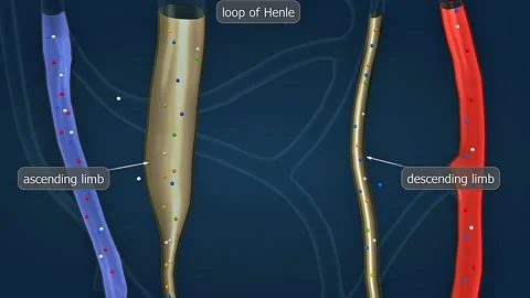 Anatomy and function of loop of henle of nephron 스톡 동영상 306510707