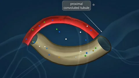Anatomy and function of proximal convuluted tubule of nephron 스톡 동영상 306510835