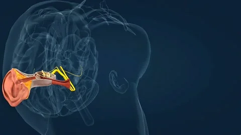 Anatomy and functions of ampulla and semicircular canals Video stock 314594982