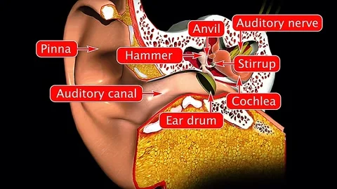 Anatomy and functions of human ear Video stock 319946307
