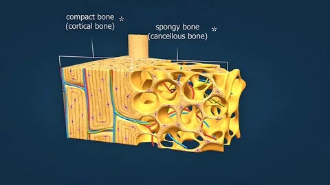 Anatomy and microscopic view of long bone Video stock 320730754