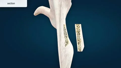 Anatomy and section of scapula bone Stock Footage 320730862