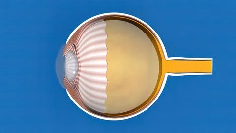 Anatomy and Structure of the Eye Stock Illustration