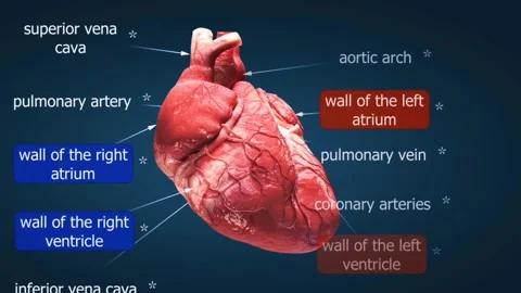 Anatomy and structure of the heart Stock Footage 282124497