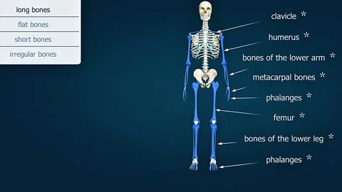Anatomy and types of bones Video stock 320731265
