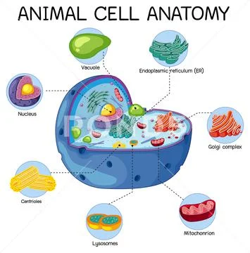 Anatomy Of Animal Cell (biology Diagram): Royalty Free #148860758