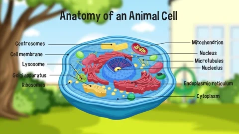 Anatomy of an animal cell diagram. | Stock Video | Pond5