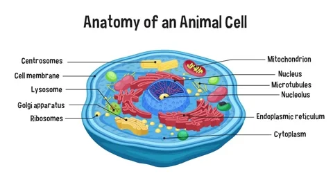 Anatomy of an animal cell diagram. | Stock Video | Pond5