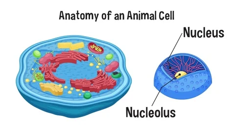 Anatomy of an animal cell diagram. | Stock Video | Pond5