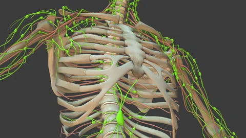 Anatomy Animation of the Human Lymphatic System Stock Footage 254997305