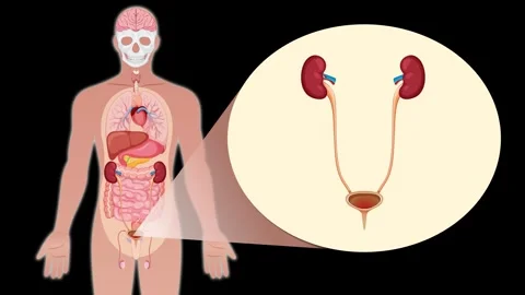 Anatomy animation of human urinary system featuring kidneys ureters and bla.. Stock Footage 333014791