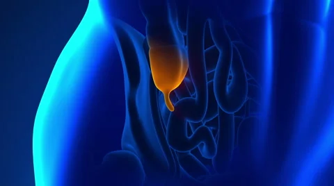 Anatomy Appendix new Stock Footage 49752522