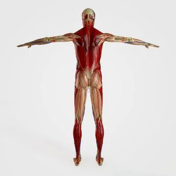 Anatomy back site isolated Stock Illustration