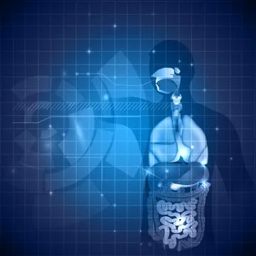 Anatomy background Stock Illustration