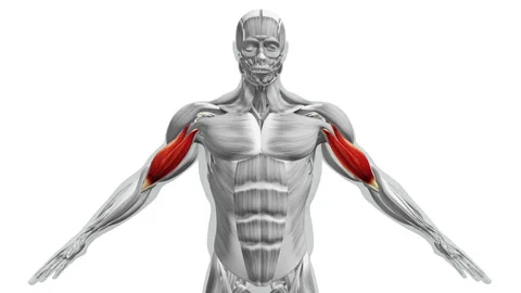 Anatomy of the Biceps Muscles Stock Footage 246633372