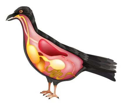 Anatomy of the Bird Stock Illustration
