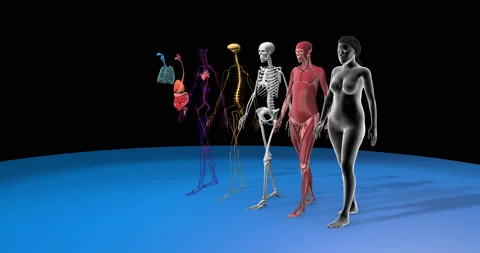 Anatomy, body systems, 3d animation Stock Footage 145056487