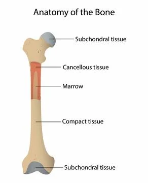 Anatomy of bone, Bone is living tissue that makes up the body's skeleton Stock Illustration