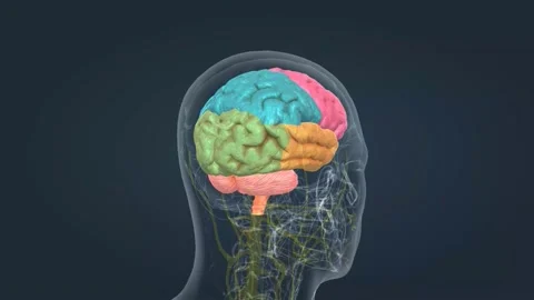 Anatomy of the brain and its colored parts Stock Footage 229310934