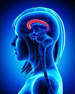 Anatomy of brain cingulate gyrus Illustrazione stock