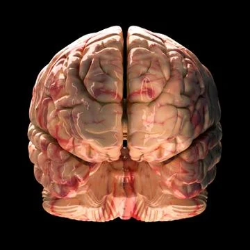 Anatomy Brain - Front View on Black Background Stock Illustration