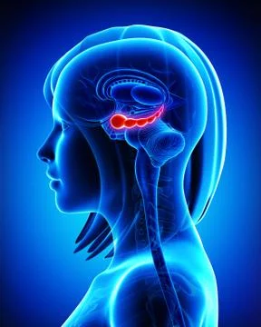 Anatomy of Brain hippocampus Stock Illustration