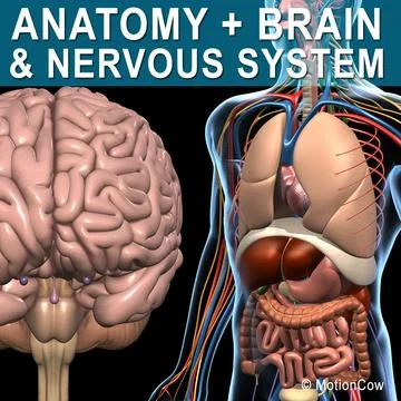 Anatomy Brain & Nervous System 3D Model