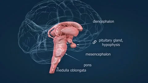 Anatomy of brain stem and diencephalon Stock Footage 327414036