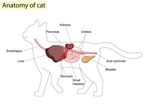 Anatomy of cat with inside structure and organs scheme vector illustration. Stock Illustration