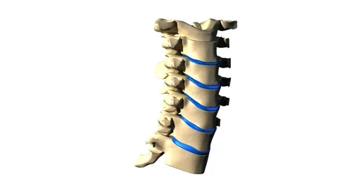 Anatomy Cervical SPINE isolated loopable Stock Footage 51072812