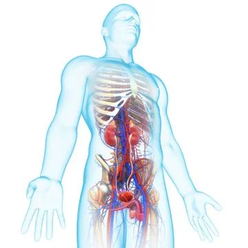 Anatomy of circulatory system with urinary system in male body Stock Illustration