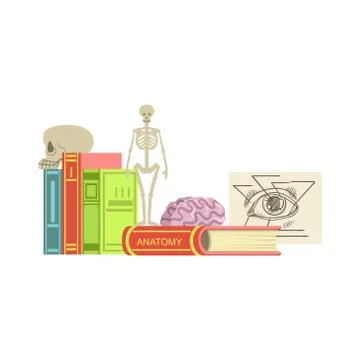 Anatomy Class Set Of Objects Stock Illustration