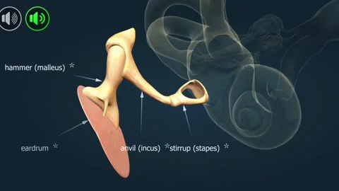 Anatomy of cochlea of the ear Stock Footage 303229280