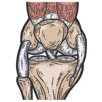 Anatomy color. Structure knee joint vector sketch scratch board imitation. Stock Illustration