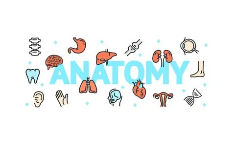 Anatomy Concept with Thin Line Icons. Vector Stock Illustration