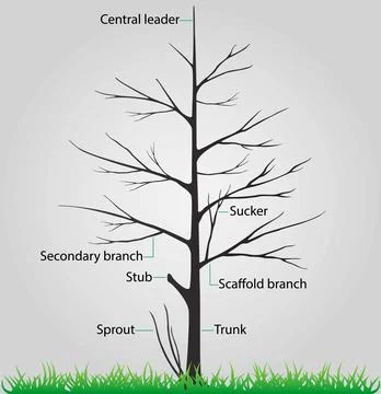 Anatomy of a Deciduous Tree, scaffold branches and lateral branches Stock Illustration