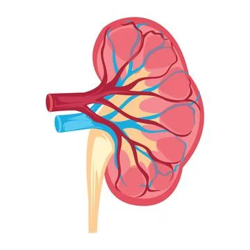 Anatomy design of human kidney vector illustration on white background. An... Stock Photos