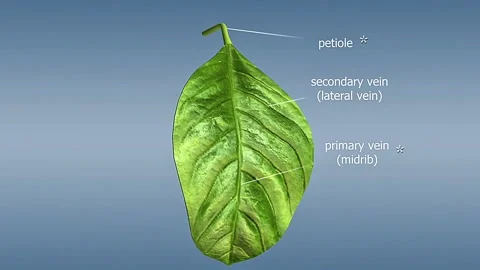 Anatomy of a dicot simple leaf Video stock 316416649