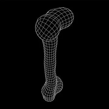 Anatomy Dog Bone object. Wireframe low poly mesh Stock Illustration